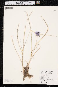 Tradescantia occidentalis image