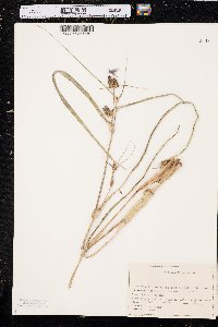 Tradescantia occidentalis image