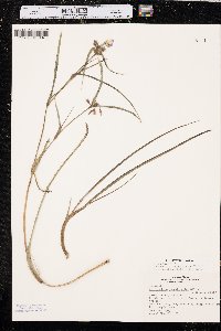 Tradescantia occidentalis image