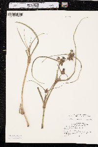 Tradescantia occidentalis image