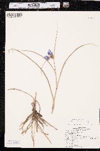 Tradescantia occidentalis image