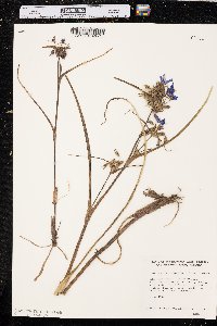 Tradescantia occidentalis image