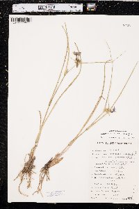 Tradescantia occidentalis image