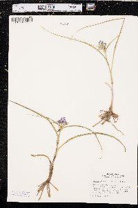 Tradescantia occidentalis image