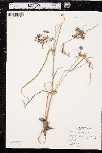 Tradescantia occidentalis image