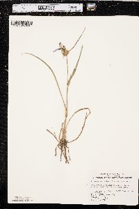 Tradescantia occidentalis image