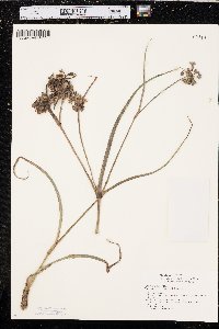 Tradescantia ohiensis image