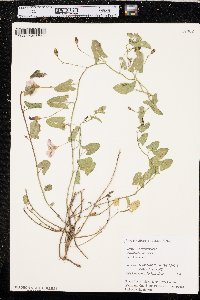 Convolvulus arvensis image