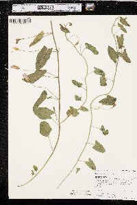 Convolvulus arvensis image