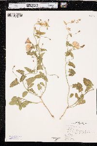 Convolvulus arvensis image