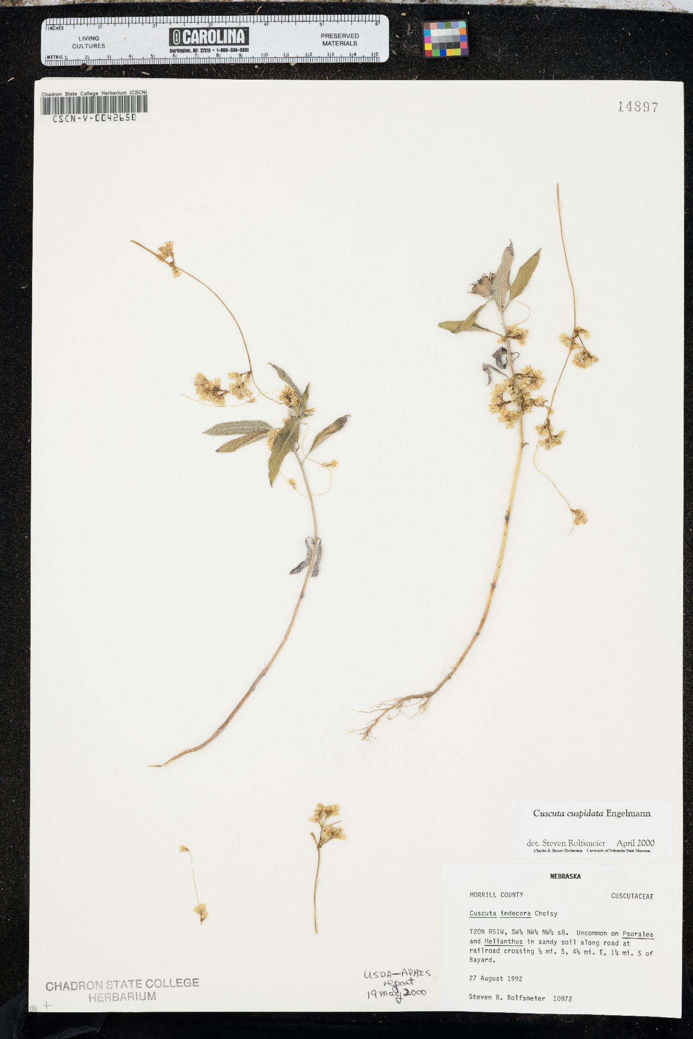 Cuscuta cuspidata image