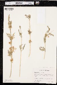 Cuscuta indecora image