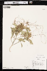 Cuscuta indecora image