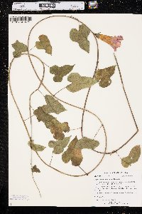 Ipomoea cordatotriloba image