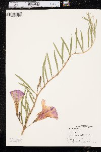 Ipomoea leptophylla image