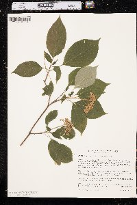 Cornus alternifolia image