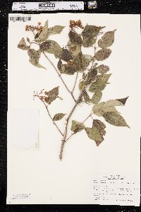 Cornus drummondii image