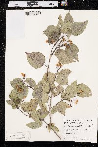 Cornus drummondii image