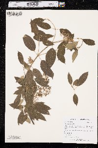 Cornus obliqua image