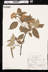 Cornus obliqua image