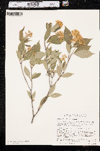 Cornus racemosa image