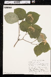 Cornus rugosa image