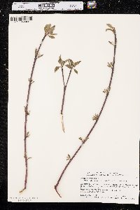 Cornus sericea subsp. sericea image