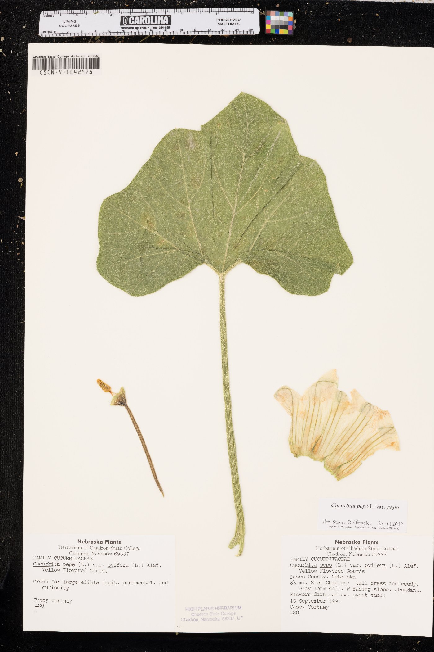 Cucurbita pepo var. pepo image