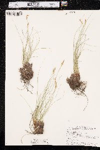 Carex filifolia image
