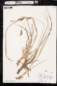 Carex nebrascensis image