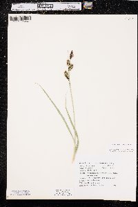 Carex nebrascensis image