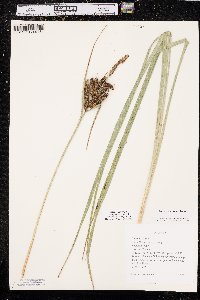 Carex nebrascensis image