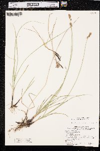 Carex praegracilis image