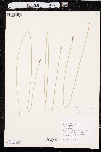 Eleocharis macrostachya image