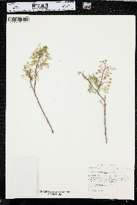 Acacia constricta image