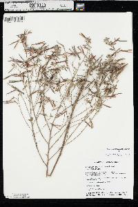 Acmispon americanus image