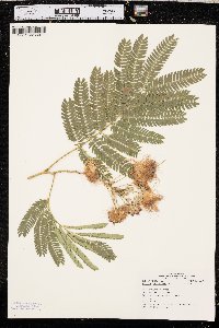 Albizia julibrissin image