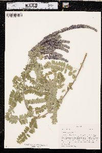 Amorpha canescens image