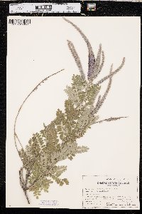 Amorpha canescens image