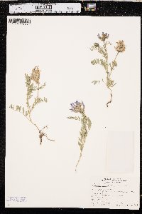 Astragalus agrestis image