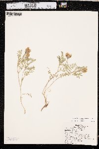 Astragalus agrestis image