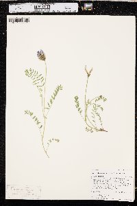 Astragalus agrestis image