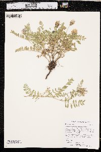 Astragalus agrestis image