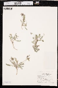 Astragalus alpinus image