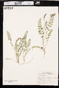 Astragalus alpinus image