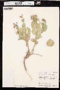 Astragalus asclepiadoides image