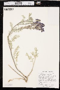 Astragalus bisulcatus image