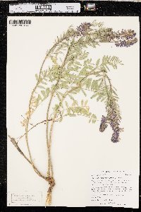 Astragalus bisulcatus image