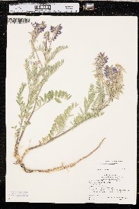 Astragalus bisulcatus image