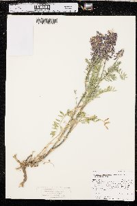 Astragalus bisulcatus image